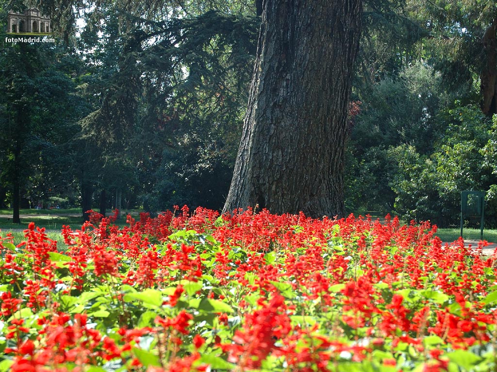 Cedro y Salvia en el Retiro