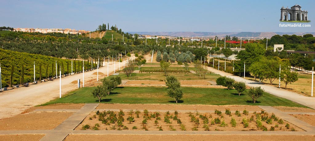 El Parque Juan Carlos I y el antiguo Olivar de la Hinojosa