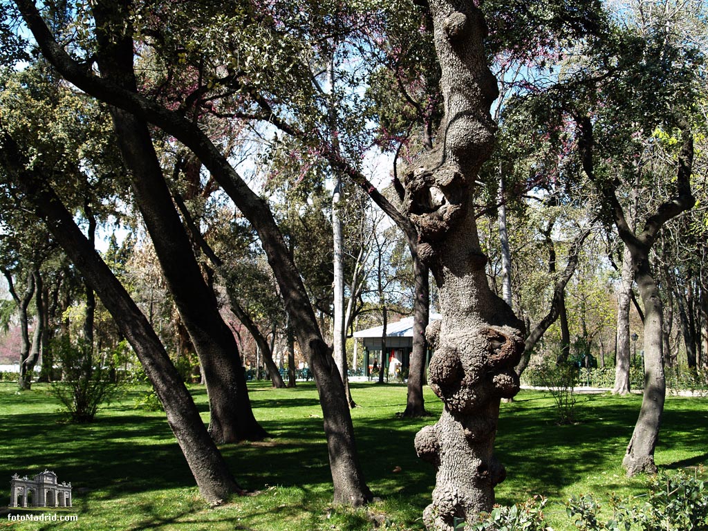 Encinas en el Parque del Retiro