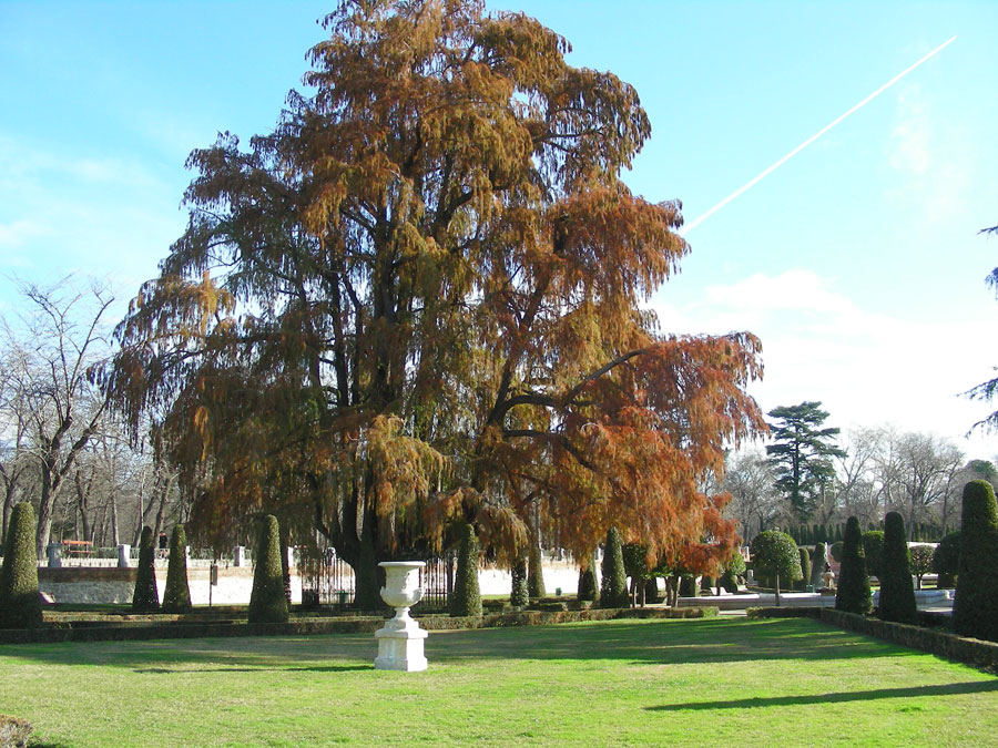 Árboles de Madrid. Ahuehuete del Retiro