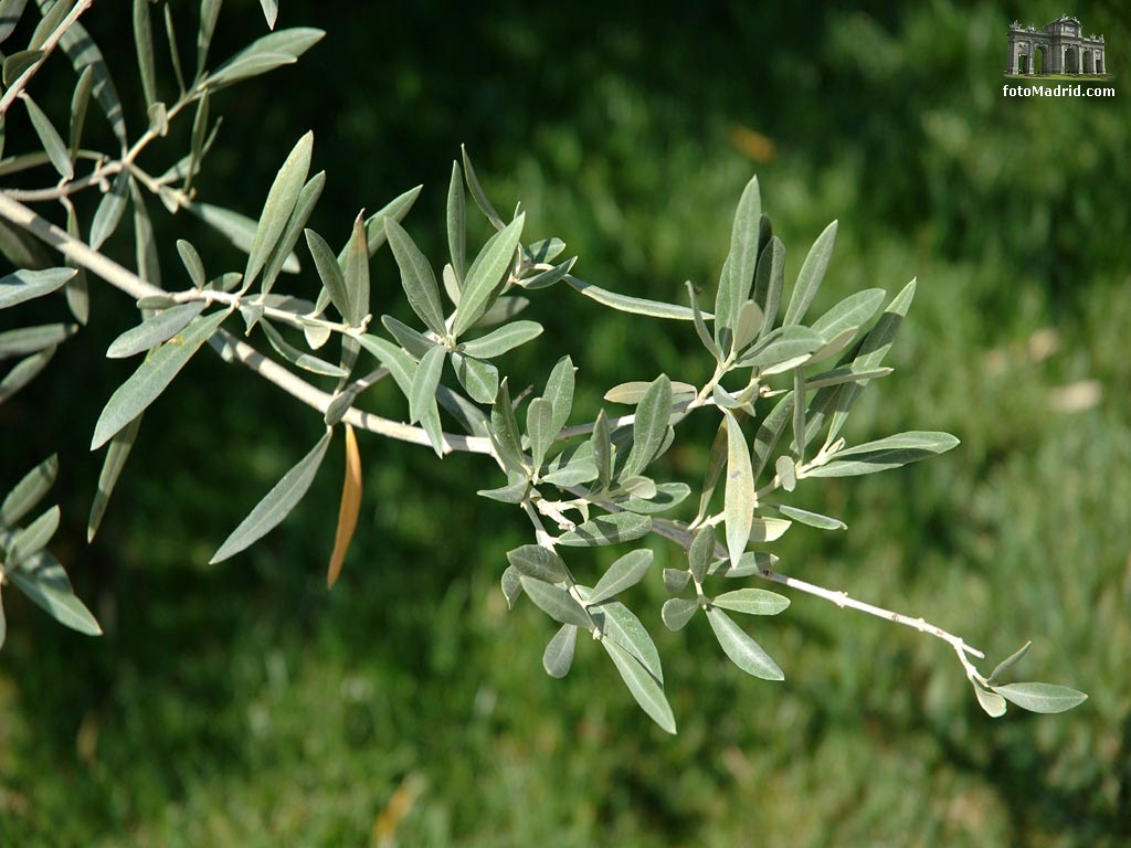 Repeler práctica Retrato Rama de olivo del Bosque de los Ausentes